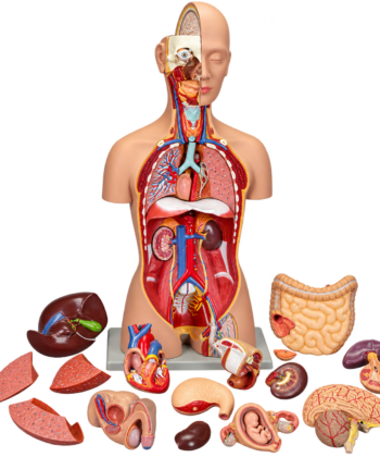HAM-04 TORSO SEXLESS DISSECTIBLE -12 PARTS WITH DETAILED KEY CARD