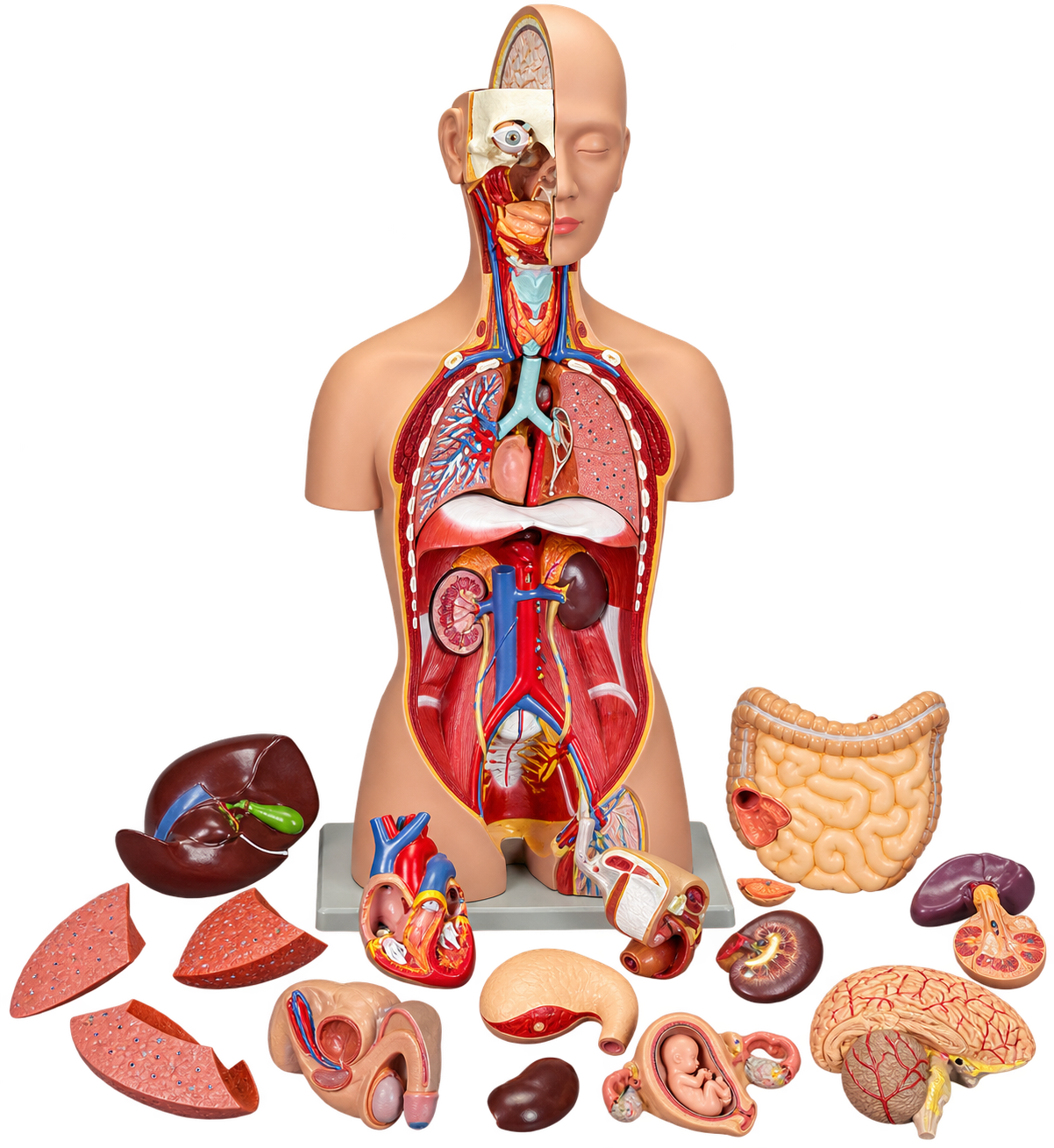 HAM-04 TORSO SEXLESS DISSECTIBLE -12 PARTS WITH DETAILED KEY CARD HAM-04 TORSO SEXLESS DISSECTIBLE -12 PARTS WITH DETAILED KEY CARD