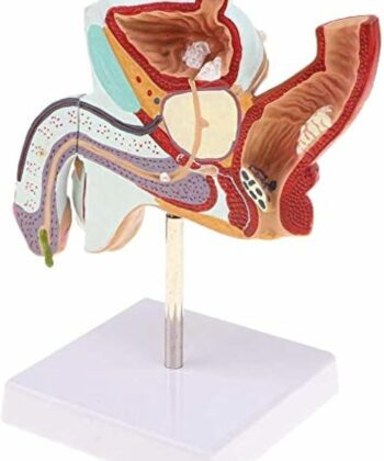 VM-03 UROGENITAL SYSTEM OF BULL