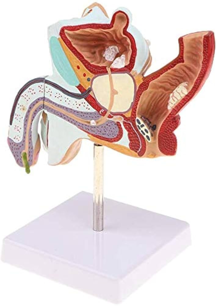VM-03 UROGENITAL SYSTEM OF BULL VM-03 UROGENITAL SYSTEM OF BULL