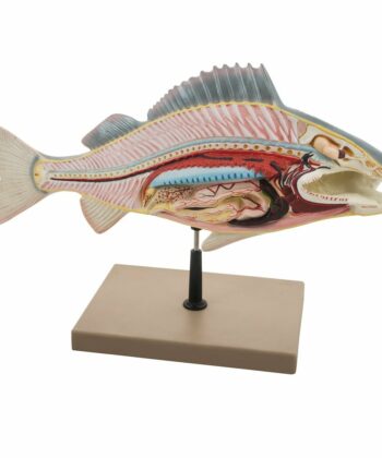 ZM-15 FISH DISSECTION MODEL (PERCH) MOUNTED ON STAND