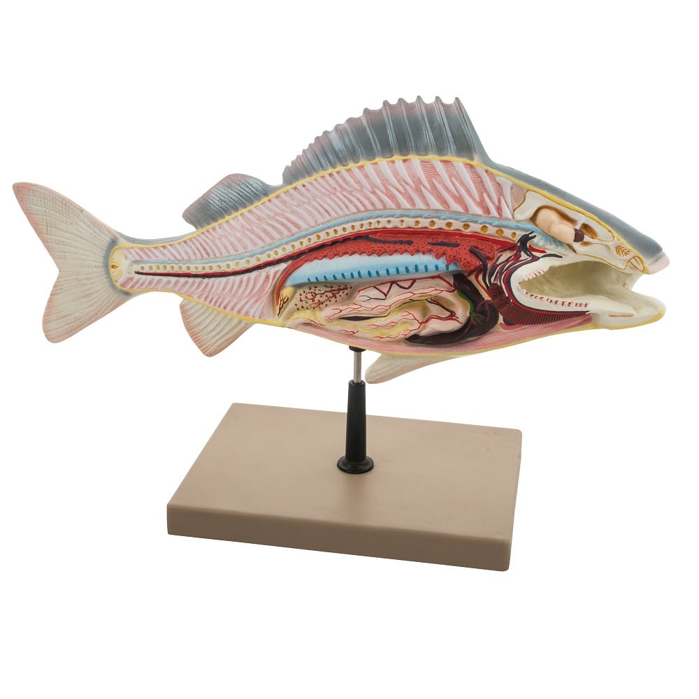 ZM-15 FISH DISSECTION MODEL (PERCH) MOUNTED ON STAND ZM-15 FISH DISSECTION MODEL (PERCH) MOUNTED ON STAND