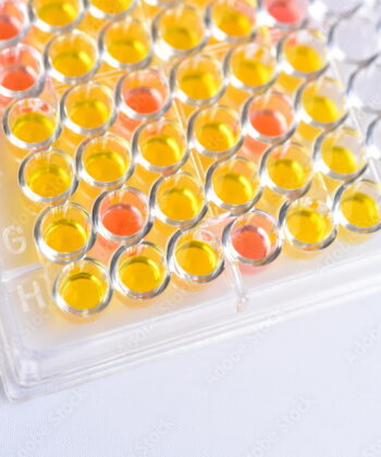 LPW-81 IMMUNOLOGY ELISA ASSAY PLATE