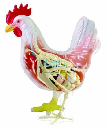 ZM10 MODEL HEN DISSECTION MOUNTED ON STAND