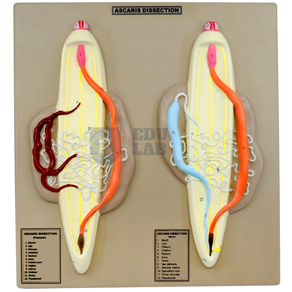 ZM-02 ASCARIS, MALE & FEMALE-MOUNTED ON BASE ZM-02 ASCARIS, MALE & FEMALE-MOUNTED ON BASE