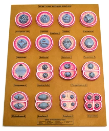 ZM-24 ANIMAL CELL DIVISION MEIOSIS MODEL-MOUNTED ON BASE