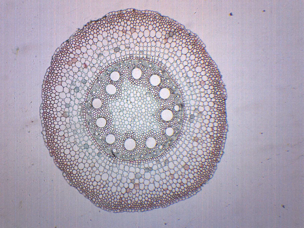 MCS-11Q BOTANY PREPARED SLIDE- ROOT STRUCTURE - DICOT MCS-11Q BOTANY PREPARED SLIDE- ROOT STRUCTURE - DICOT