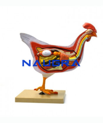 ZM-11 MODEL HEN DISSECTION