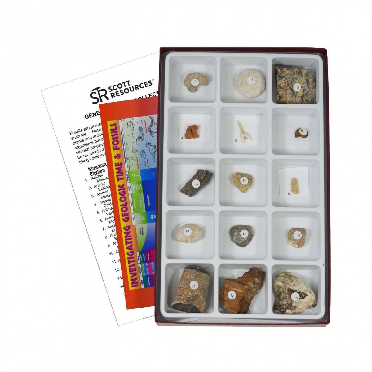 PHY-MESS-11 GENERAL FOSSIL COLLECTION KIT PHY-MESS-11 GENERAL FOSSIL COLLECTION KIT