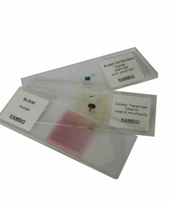 MCS-11O BOTANY PREPARED SLIDE- SEED STRUCTURE - DICOT / MONOCOT