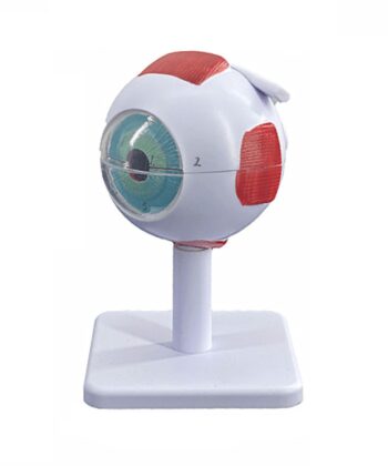 HAM-08 HUMAN EYE MODEL 3 TIMES ENLARGED-7 PARTS WITH DETAILED KEY CARD
