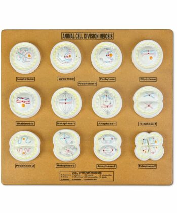 ZM-27 Animal Cell Meiosis Set