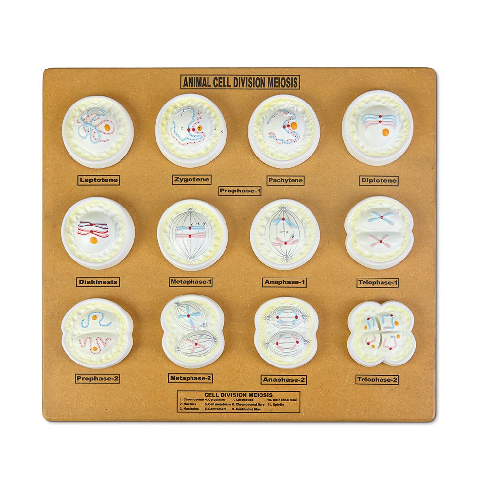 ZM-27 Animal Cell Meiosis Set ZM-27 Animal Cell Meiosis Set