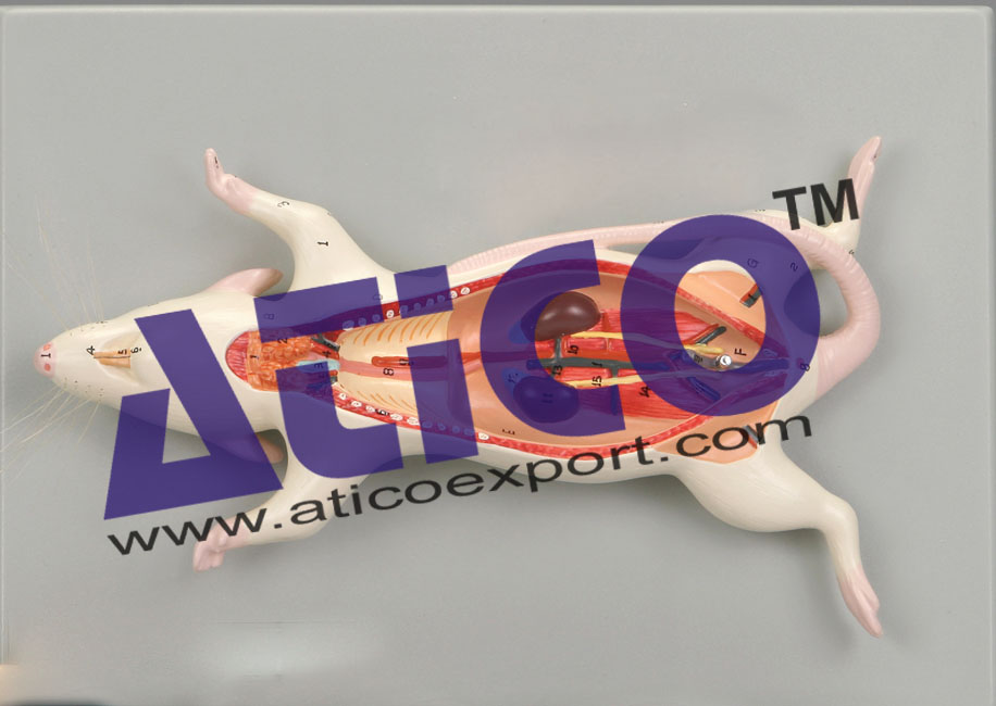 ZM-17 RAT DISSECTION MODEL- MOUNTED ON BASE ZM-17 RAT DISSECTION MODEL- MOUNTED ON BASE
