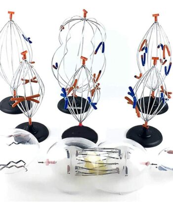ZM-25 ANIMAL CELL MITOSIS SET-MOUNTED INDIVIDUALLY ON STANDS