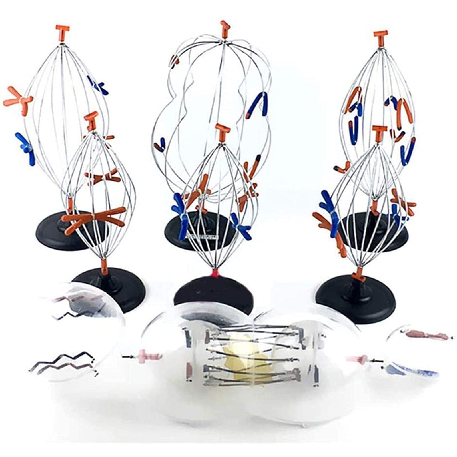 ZM-25 ANIMAL CELL MITOSIS SET-MOUNTED INDIVIDUALLY ON STANDS ZM-25 ANIMAL CELL MITOSIS SET-MOUNTED INDIVIDUALLY ON STANDS