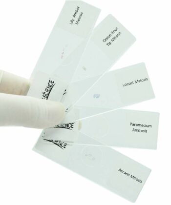 MCS-10R ZOOLOGY PREPARED SLIDES-MEIOSIS CELL DIVISION - ANIMAL