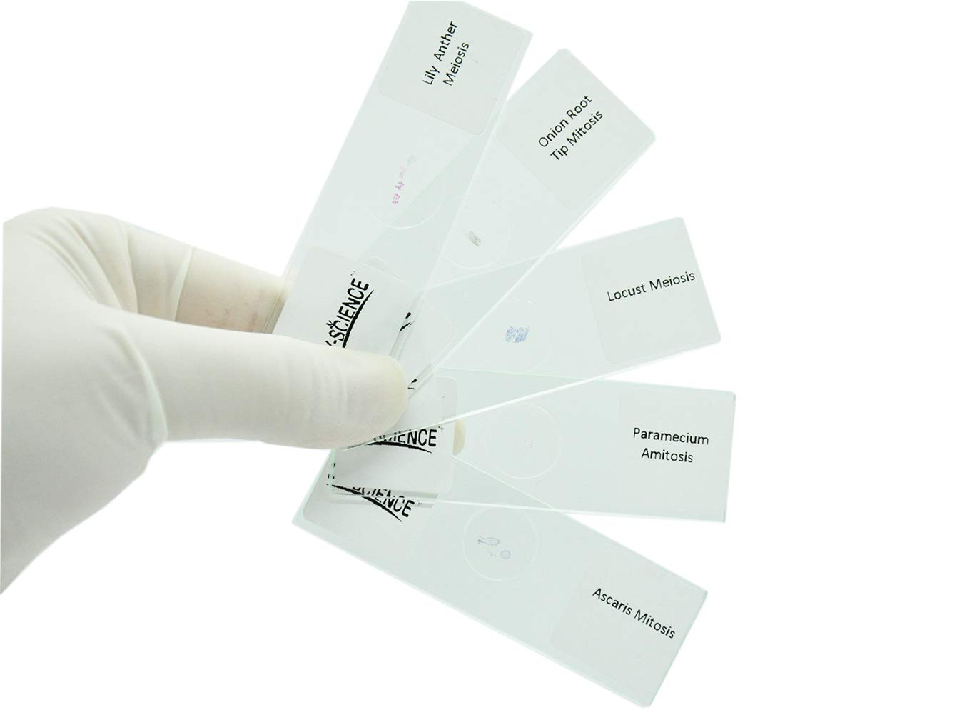 MCS-10R ZOOLOGY PREPARED SLIDES-MEIOSIS CELL DIVISION - ANIMAL MCS-10R ZOOLOGY PREPARED SLIDES-MEIOSIS CELL DIVISION - ANIMAL