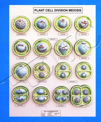 MCS-11E BOTANY PREPARED SLIDE-MEIOSIS CELL DIVISION - PLANTS