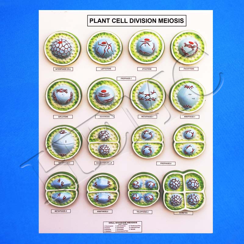 MCS-11E BOTANY PREPARED SLIDE-MEIOSIS CELL DIVISION - PLANTS MCS-11E BOTANY PREPARED SLIDE-MEIOSIS CELL DIVISION - PLANTS