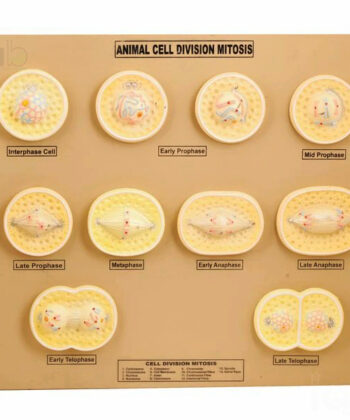 ZM-23 ANIMAL CELL DIVISION MITOSIS MODEL-MOUNTED ON BASE