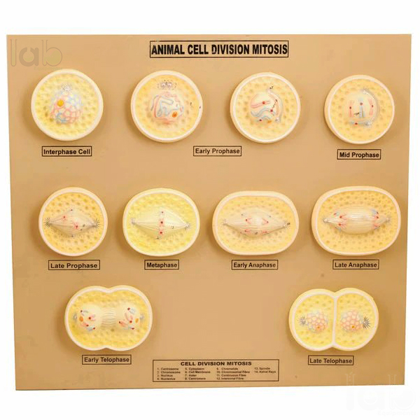 ZM-23 ANIMAL CELL DIVISION MITOSIS MODEL-MOUNTED ON BASE ZM-23 ANIMAL CELL DIVISION MITOSIS MODEL-MOUNTED ON BASE