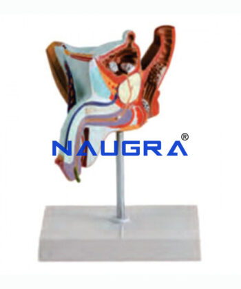 VM-04 UROGENITAL SYSTEM OF COW