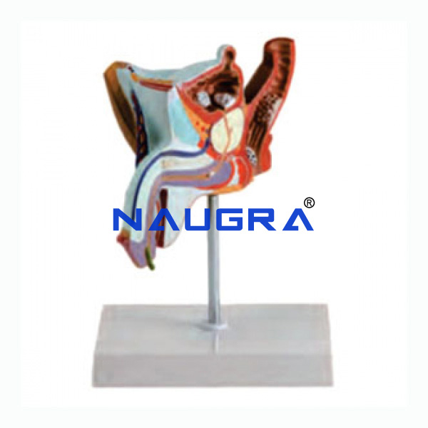 VM-04 UROGENITAL SYSTEM OF COW VM-04 UROGENITAL SYSTEM OF COW