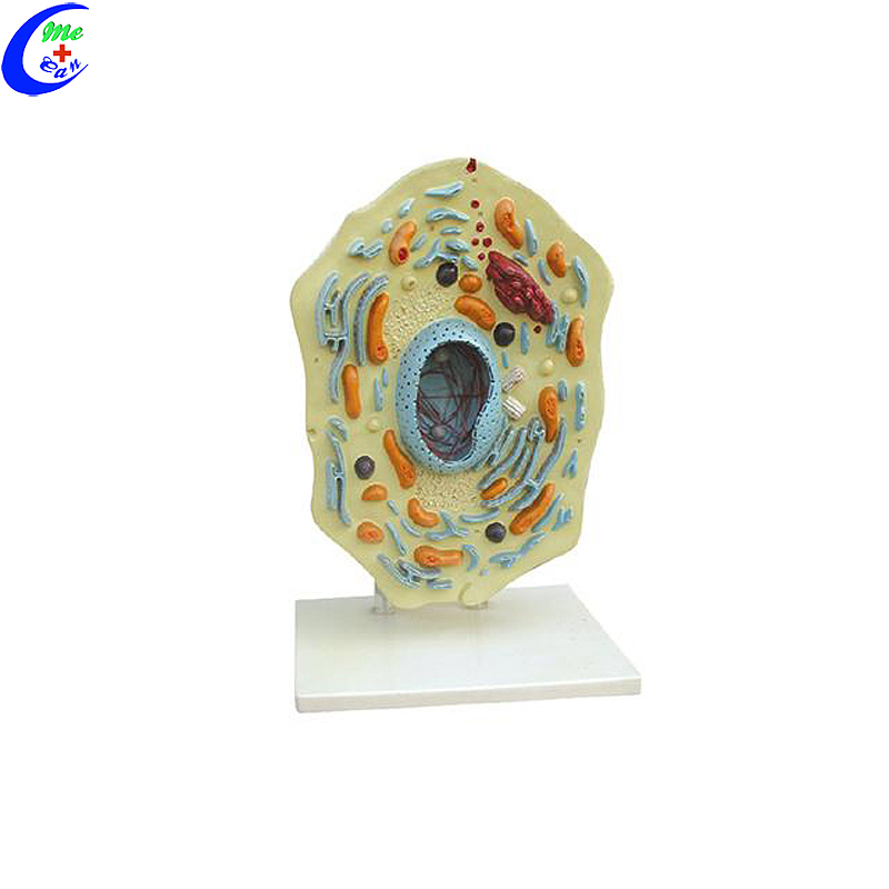 ZM-21 MODEL ANIMAL CELL(NEW TYPE) ZM-21 MODEL ANIMAL CELL(NEW TYPE)