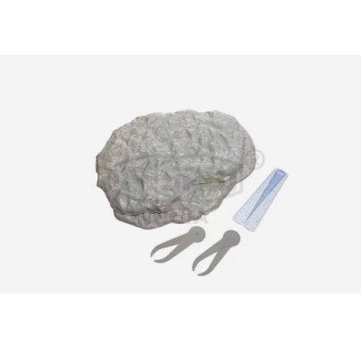 PHY-MESS-14 VARIATION AND EVOLUTION FOSSIL KIT PHY-MESS-14 VARIATION AND EVOLUTION FOSSIL KIT