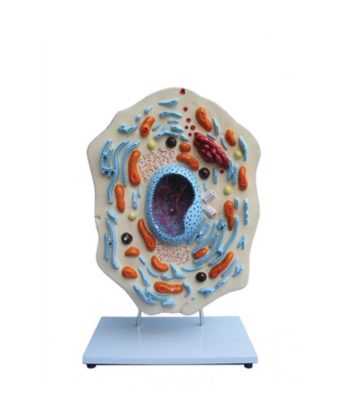ZM22 ANIMAL CELL MODEL TYPICAL MOUNTED ON BASE