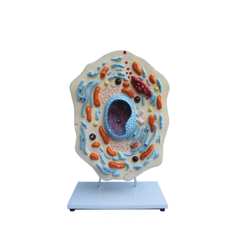 ZM22 ANIMAL CELL MODEL TYPICAL MOUNTED ON BASE ZM22 ANIMAL CELL MODEL TYPICAL MOUNTED ON BASE