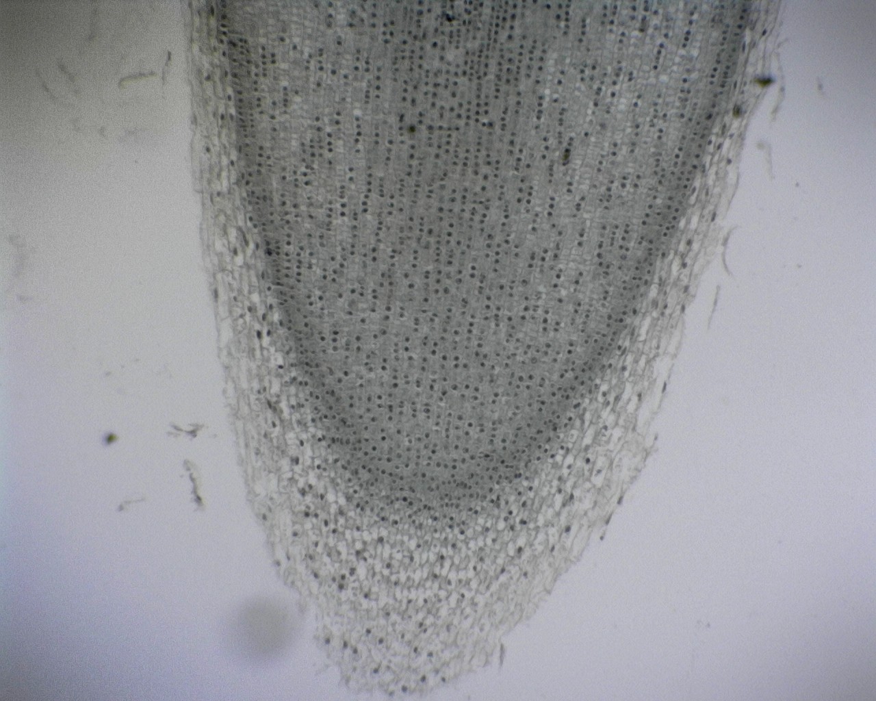 MCS-11M BOTANY PREPARED SLIDE- ROOT STRUCTURE - MONOCOT MCS-11M BOTANY PREPARED SLIDE- ROOT STRUCTURE - MONOCOT