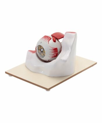 HAM-09 HUMAN EYE WITH ORBIT MODEL 3 TIMES ENLARGED-7 PARTS WITH DETAILED KEY CARD