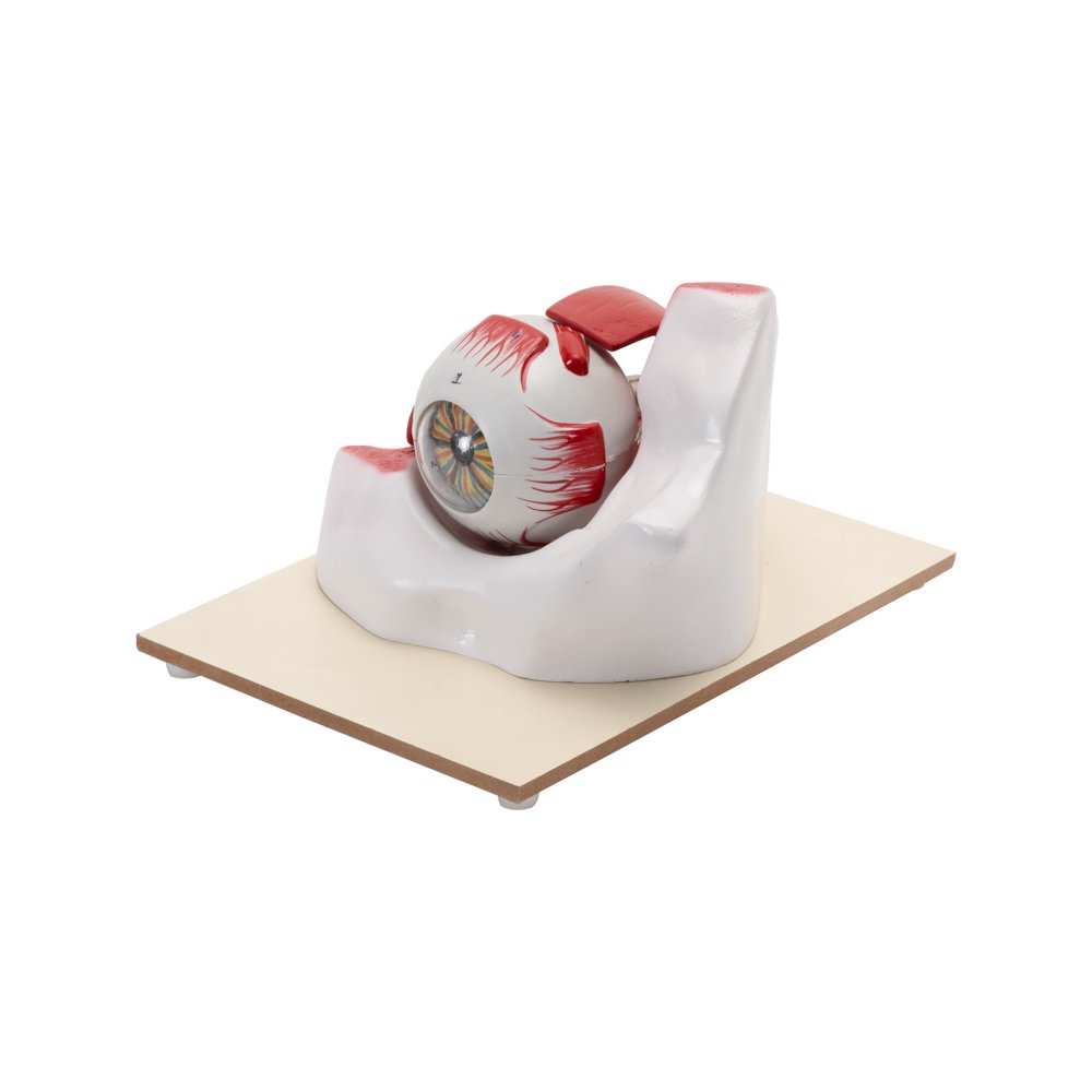 HAM-09 HUMAN EYE WITH ORBIT MODEL 3 TIMES ENLARGED-7 PARTS WITH DETAILED KEY CARD HAM-09 HUMAN EYE WITH ORBIT MODEL 3 TIMES ENLARGED-7 PARTS WITH DETAILED KEY CARD
