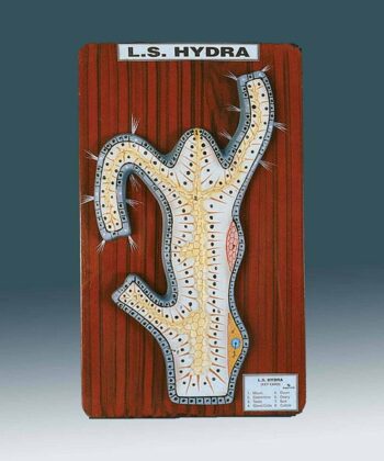 ZM-04 HYDRA, LS- MOUNTED ON BASE