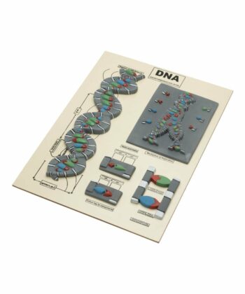 ZM-28 DEOXYRIBO NUCLEIC ACID (DNA MODEL)-MOUNTED ON BASE