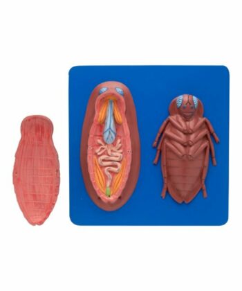 ZM-08 MODEL COCKROACH DISSECTED MOUNTED ON BASE