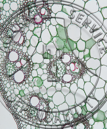 MCS-11R BOTANY PREPARED SLIDE- STEM STRUCTURE - DICOT