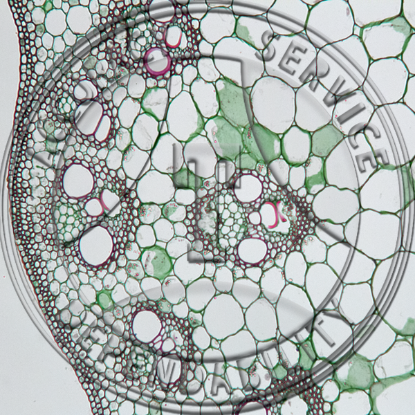 MCS-11R BOTANY PREPARED SLIDE- STEM STRUCTURE - DICOT MCS-11R BOTANY PREPARED SLIDE- STEM STRUCTURE - DICOT