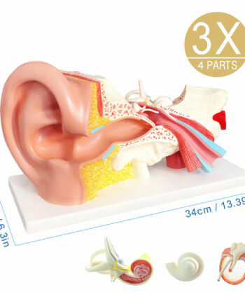 HAM-13 HUMAN EAR MODEL 3 TIMES ENLARGED-DIESCTABLE-3 PARTS WITH DETAILED KEY CARD