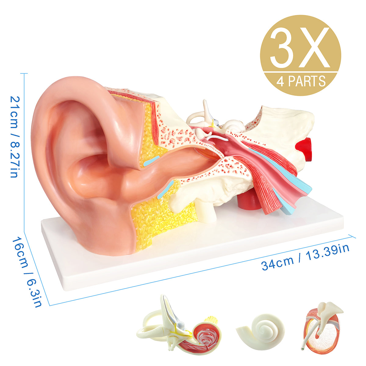 HAM-13 HUMAN EAR MODEL 3 TIMES ENLARGED-DIESCTABLE-3 PARTS WITH DETAILED KEY CARD HAM-13 HUMAN EAR MODEL 3 TIMES ENLARGED-DIESCTABLE-3 PARTS WITH DETAILED KEY CARD