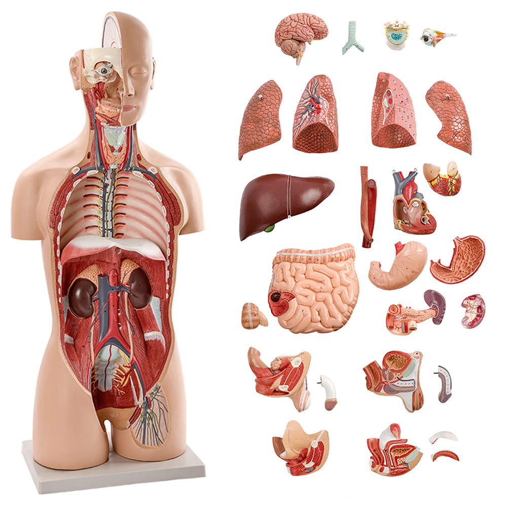 HAM-03 TORSO WITH INTERCHANGEABLE SEX ORGANS DISSECTIBLE - 24 PARTS WITH DETAILED KEY CARD HAM-03 TORSO WITH INTERCHANGEABLE SEX ORGANS DISSECTIBLE - 24 PARTS WITH DETAILED KEY CARD