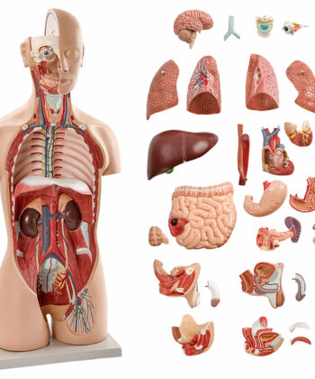 HAM-05 TORSO WITH INTERCHANGEABLE SEX ORGANS DISSECTIBLE - 18 PARTS WITH DETAILED KEY CARD