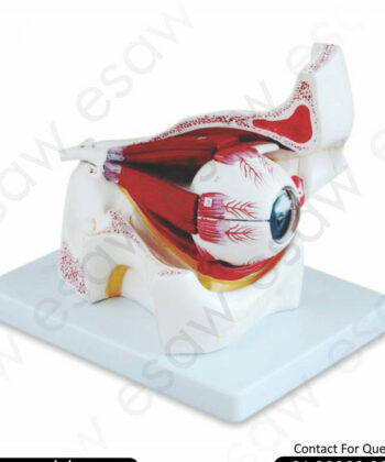 HAM-11 HUMAN EYE WITH MUSCLES IN BONY ORBIT MODEL 3 TIMES ENLARGED-9 PARTS WITH DETAILED KEY CARD