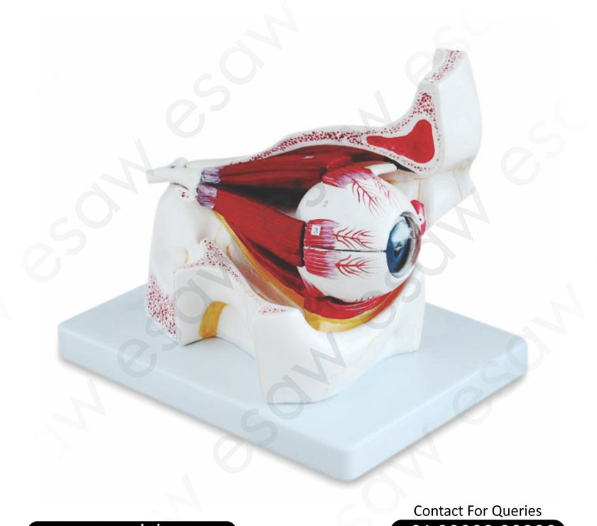 HAM-11 HUMAN EYE WITH MUSCLES IN BONY ORBIT MODEL 3 TIMES ENLARGED-9 PARTS WITH DETAILED KEY CARD HAM-11 HUMAN EYE WITH MUSCLES IN BONY ORBIT MODEL 3 TIMES ENLARGED-9 PARTS WITH DETAILED KEY CARD