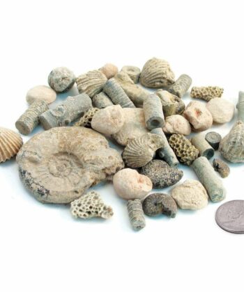 PHY-MESS-13 FOSSIL KIT
