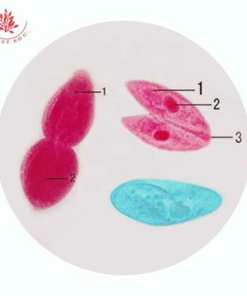 MCS-10A ZOOLOGY PREPARED SLIDES- PROTOZOA