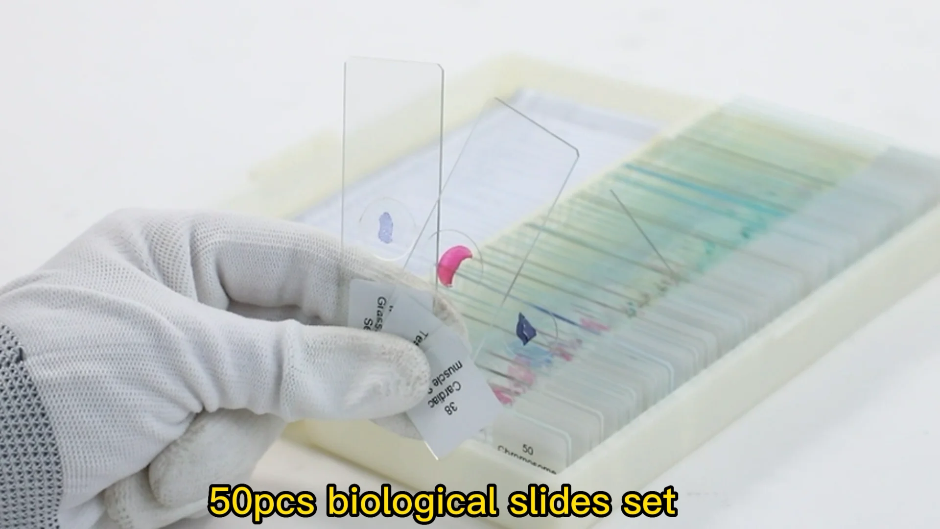 MCS-11U BOTANY PREPARED SLIDE-BRYOPHYTA MCS-11U BOTANY PREPARED SLIDE-BRYOPHYTA