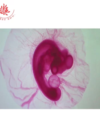 MCS-10N ZOOLOGY PREPARED SLIDES-CHICK EMBRYOLOGY